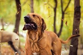 Köpeklerde Ters Hapşırık